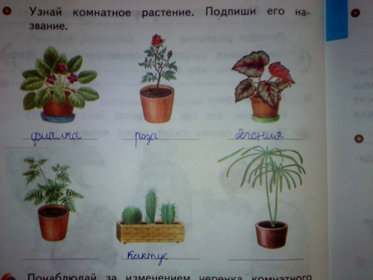 Найти растения по картинке по фотографии